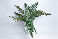 055 veštačke paprati